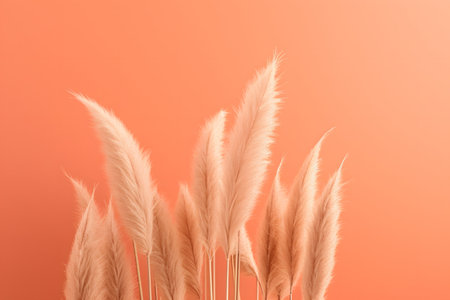 White fluffy pampas grass backgroundの素材