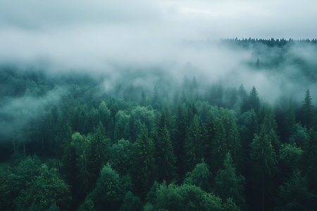 Aerial view of dense green evergreen forest with low lying mist and fog. A serene and lush forest landscape with natural cool green hues.の素材