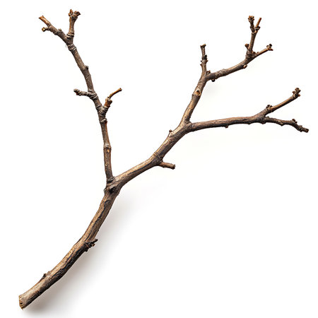 Close-up studio shot displays a dormant twig. Distinct branches and textures are visible, alongside budding details against a white background.の素材