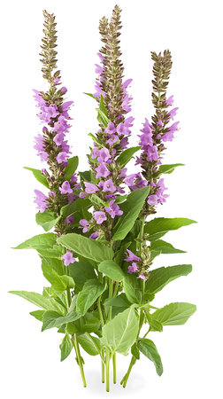 Composed of three loosestrife plants featuring violet blooms and green leaves. Isolated on a white backdrop, perfect for botanical illustrations.の素材