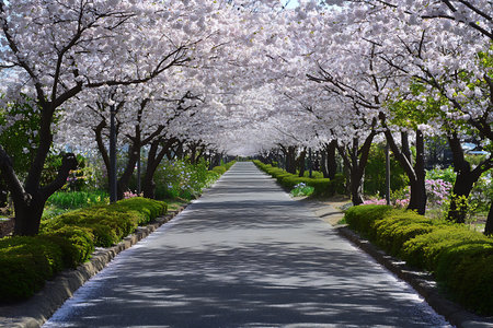 Tranquil view of an asphalt path lined with manicured greenery, leading through a tunnel of blooming white Sakura trees on a sunny day in Japan.の素材