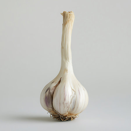 Isolated garlic bulb stands upright, revealing white and purple tinged cloves and textured husk on a neutral tone background.の素材