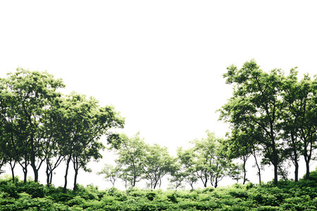 Scene captures various trees and green foliage, creating a forest landscape against a bright sky background. Natural greenery and scenery.の素材
