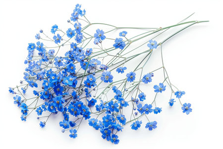 Purple Baby's breath Isolated on White Background. Beautiful Baby's breath Flowerの素材