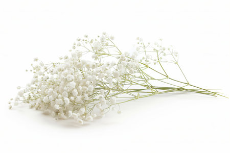 White Baby's breath Isolated on White Background. BeautifulBaby's breath Flowerの素材