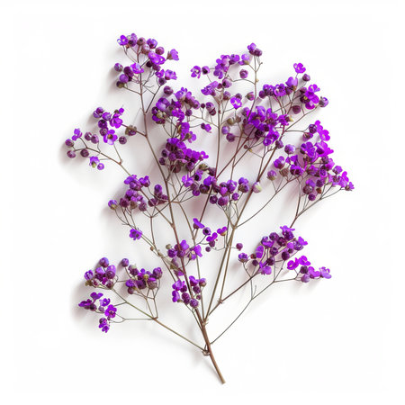 Blue Baby's breath Isolated on White Background. Beautiful Baby's breath Flowerの素材
