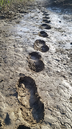 This captivating image showcases clear footprints embedded into the muddy, cracked earth, evidence of recent passage across the rugged terrain, highlighting nature's raw beauty.の素材