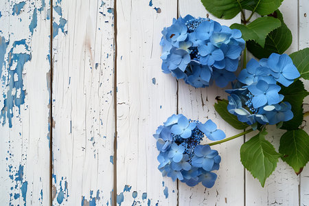 Three vibrant blue hydrangea flower heads rest on a rustic, weathered white wooden surface with peeling blue paint. Green leaves accent the bright blue blossoms.の素材