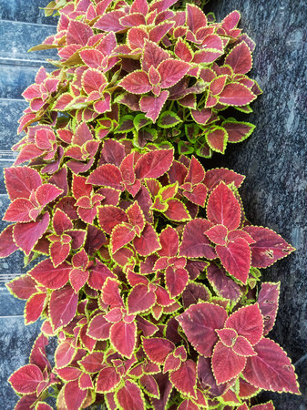 A close-up view of a lush coleus plant featuring striking red and yellow variegated leaves, set against a dark, textured backdrop.の写真素材