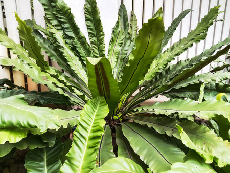 A close-up view of a vibrant Bird's Nest Fern, showcasing its broad, wavy, and textured green fronds.の写真素材