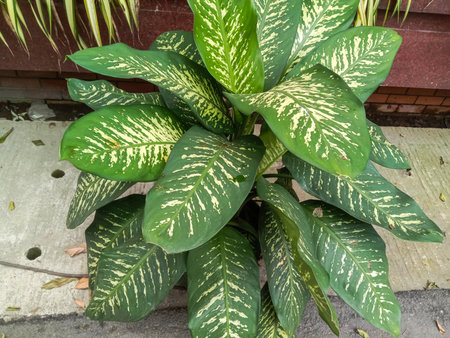 A close-up view of a vibrant green houseplant featuring large, ovate leaves with prominent white variegation.の写真素材