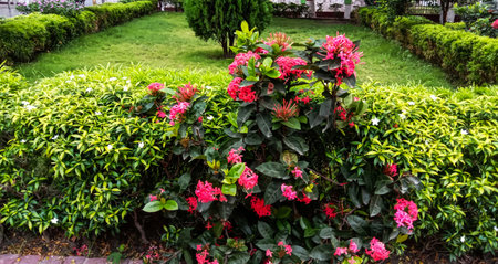 A close-up view of bright red flowers surrounded by dense green bushes and manicured hedges in a well-maintained garden.の写真素材