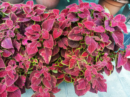 A close up view of a lush, bushy coleus plant with deeply colored red and green foliage.の写真素材