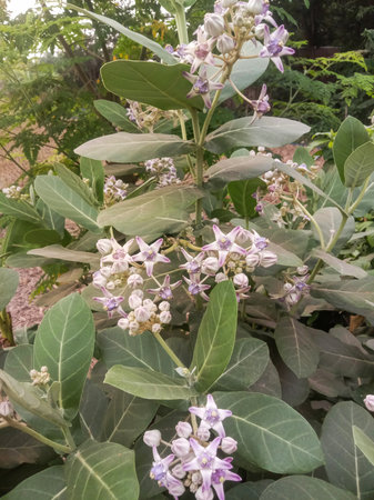 A close-up view of clusters of small, delicate purple flowers surrounded by large, vibrant green leaves in a garden setting.の写真素材