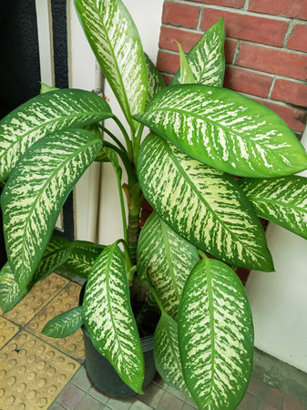A vibrant Dieffenbachia plant showcases large, glossy green leaves adorned with distinctive white variegation and prominent veins.の写真素材
