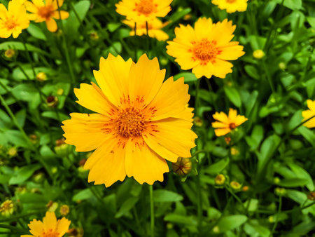 A close-up view of vibrant yellow flowers with intricate centers, surrounded by lush green foliage in a garden setting.の写真素材