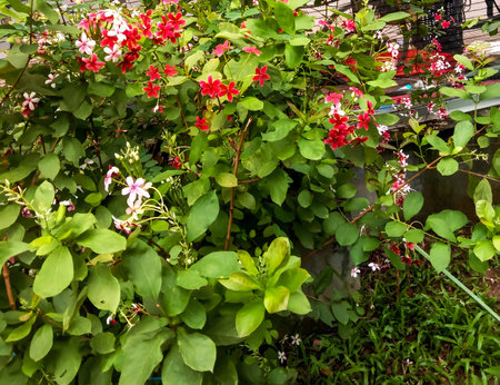 A close-up view of bright red flowers nestled within a dense canopy of healthy green leaves and smaller white blossoms.の写真素材