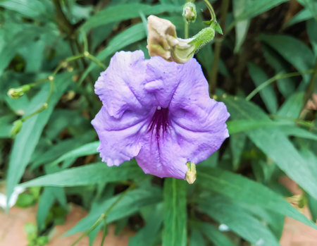 A close-up view of a delicate purple flower with ruffled petals, surrounded by lush green leaves and stems.の写真素材