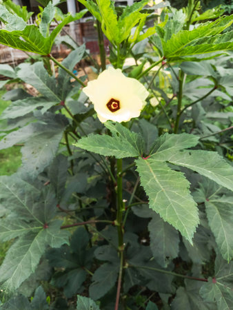 A delicate yellow okra flower with a dark center opens its petals surrounded by large, vibrant green...