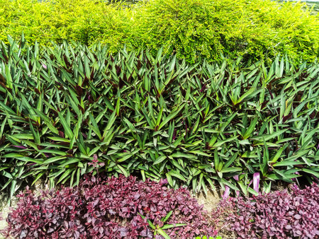 A textured close-up of three distinct layers of plants, showcasing varying shades of green and a rich burgundy hue.の写真素材