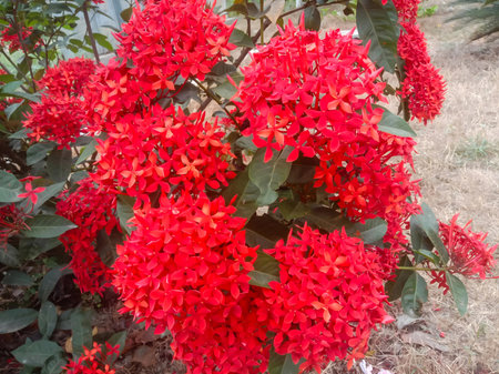 A close-up view of dense clusters of small, star-shaped red Ixora flowers with green foliage.の写真素材