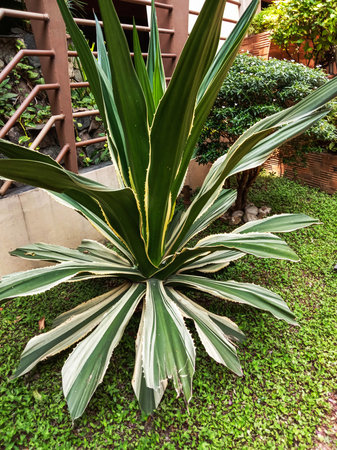 A striking variegated agave plant displays sharp, sword-like leaves with green and creamy white stripes in a garden setting.の写真素材