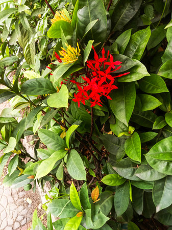 A close up shot of bright red Ixora flowers clustered together amidst abundant, deep green foliage.の写真素材