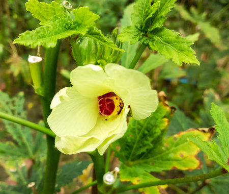 A close-up view of a pale yellow okra flower with a deep red center, surrounded by vibrant green foliage.の写真素材