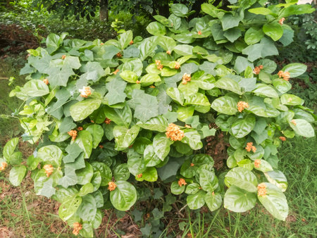 A dense, leafy green bush with numerous small, unopened flower buds visible amongst the foliage.の写真素材