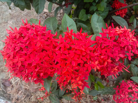 Close-up view of bright red Ixora flowers clustered together, with lush green foliage in the background.の写真素材