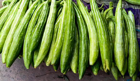 A close-up view of numerous long, slender, ribbed green snake gourds arranged in a bunch, likely at a market.の写真素材
