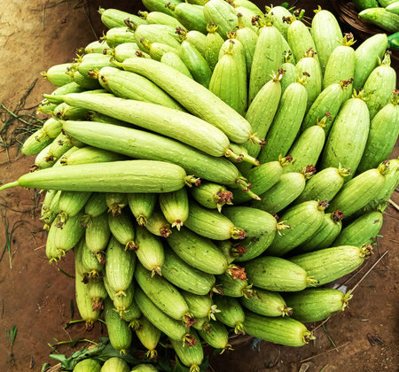 A large, tightly packed cluster of fresh, green ridge gourds, showcasing their ribbed texture and natural beauty.の写真素材