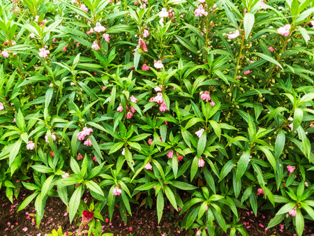 A dense cluster of vibrant green leaves and stems dotted with small, bell-shaped pink and purple flowers.の写真素材