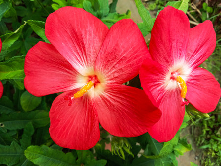 Two bright red hibiscus flowers with delicate white veins and yellow stamens bloom amidst verdant green leaves.の写真素材