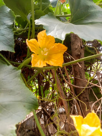 A vibrant yellow squash flower blooms on a green vine amidst lush foliage in a garden setting.の写真素材