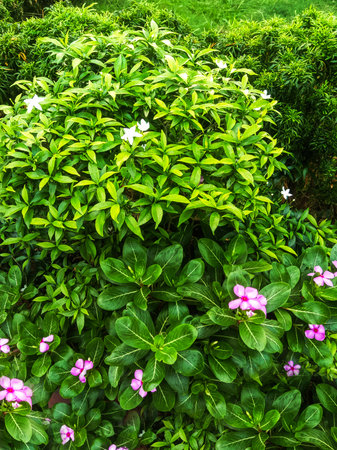 A dense, vibrant green bush with small, soft pink flowers scattered throughout its leaves.の写真素材