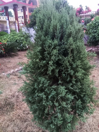 A dense, conical evergreen conifer tree stands in a garden with dry mulch and other greenery in the background.の写真素材