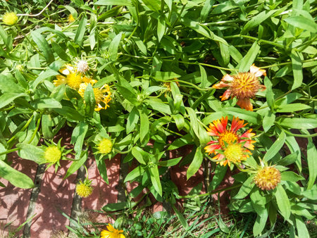 Close-up view of bright yellow and orange wildflowers with green foliage under natural sunlight.の写真素材