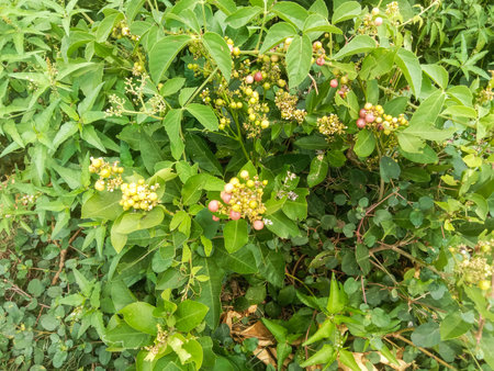 A dense canopy of vibrant green leaves interspersed with delicate clusters of small yellow flowers and developing red berries.の写真素材