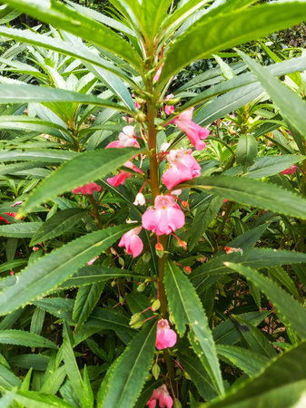 A close-up view of a tall plant with long green leaves and clusters of small, delicate pink flowers.の写真素材