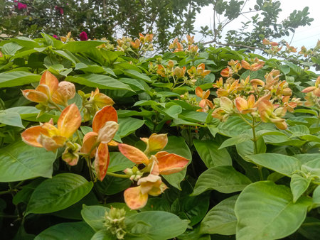 A close-up view of bright orange flowers nestled amongst abundant green leaves, creating a rich natural tapestry.の写真素材