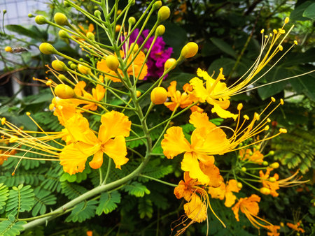Close-up of bright yellow and orange flowers with long, thin stamens, set against lush green foliage.の写真素材