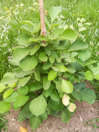 A small, vibrant green plant with broad leaves emerges from the earth, surrounded by other vegetation.の写真素材