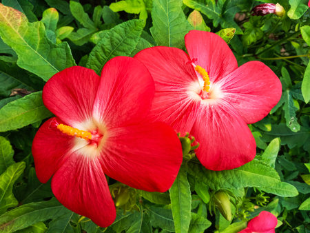 Close-up of two bright red tropical flowers with yellow centers, surrounded by lush green foliage.の写真素材