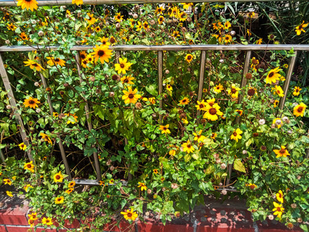 A lush wall of blooming black eyed susans with bright yellow petals and dark centers cascading over a white trellis.の写真素材
