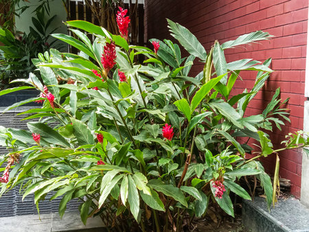 A dense bush of bright red ginger flowers with large green leaves, set against a brick wall.の写真素材