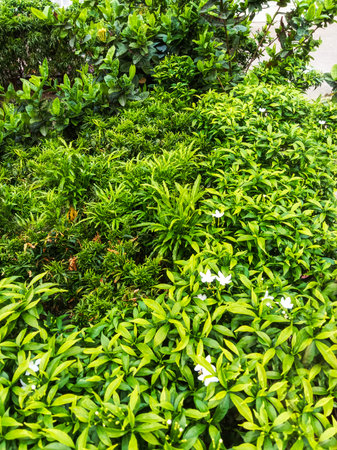 A dense carpet of vibrant green moss, dotted with small white blossoms, creates a natural, textured ground cover.の写真素材