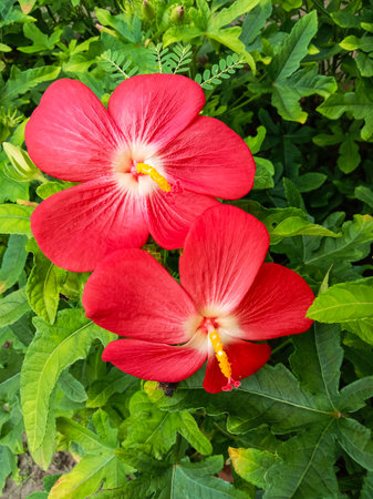 Close-up view of two bright red flowers with delicate petals and yellow centers, surrounded by lush green leaves.の写真素材