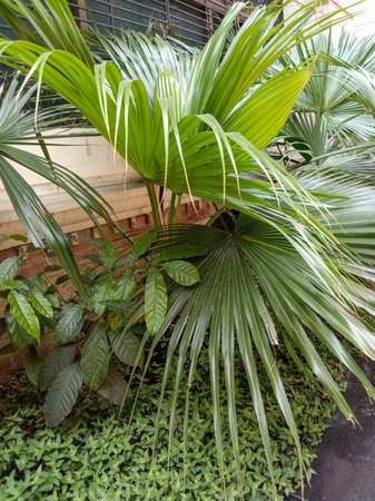 Close-up view of vibrant green palm fronds and dense undergrowth, suggesting a tropical or garden setting.の写真素材