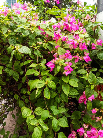 A dense bush of bright green leaves is covered with numerous small, vibrant pink bougainvillea flowers.の写真素材